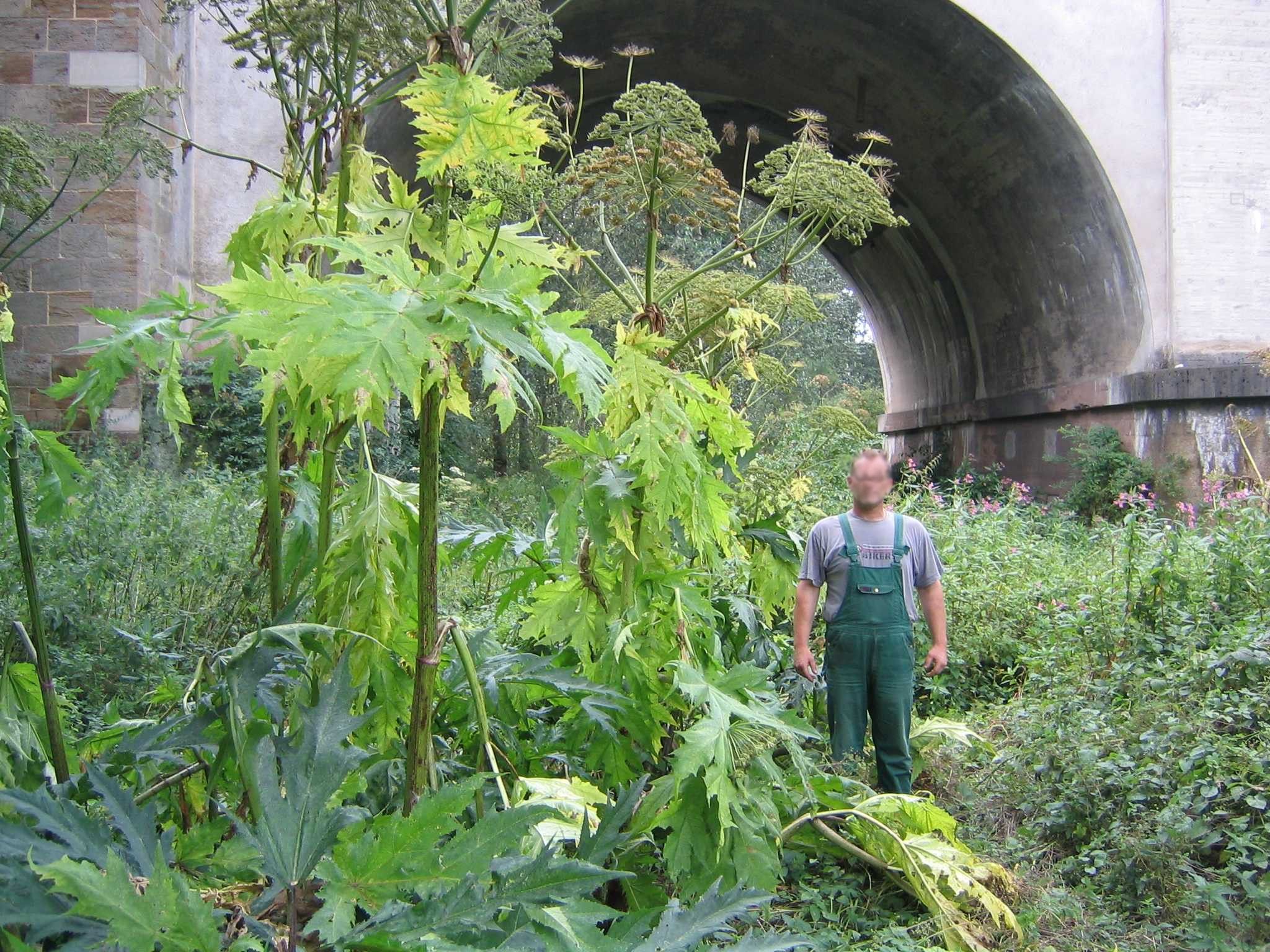 Bekämpfung der Herkulesstaude im Kreis Herford