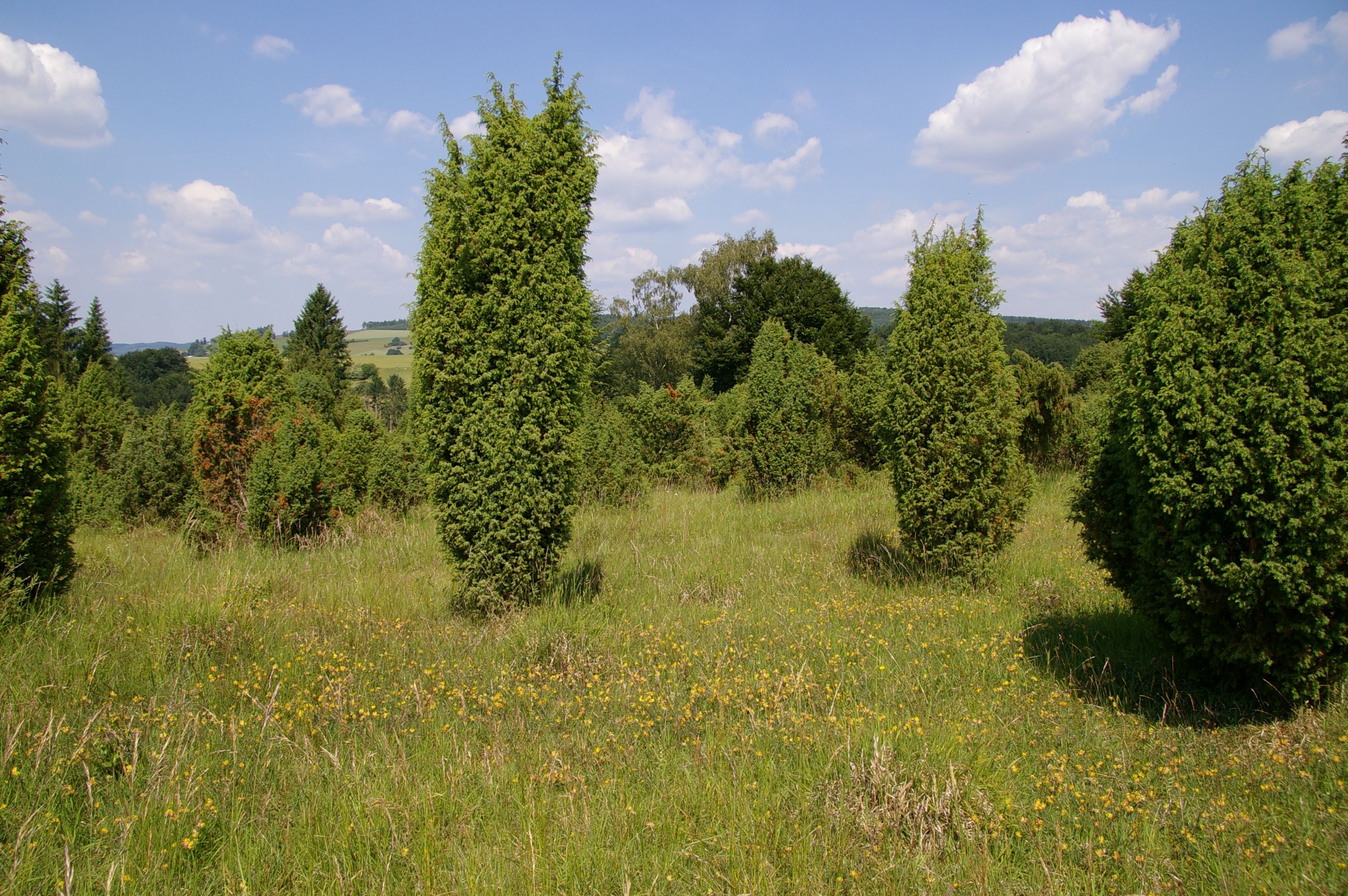 Die Pflege der Fauna-Flora-Habitat-Gebiete im Kreis Olpe 