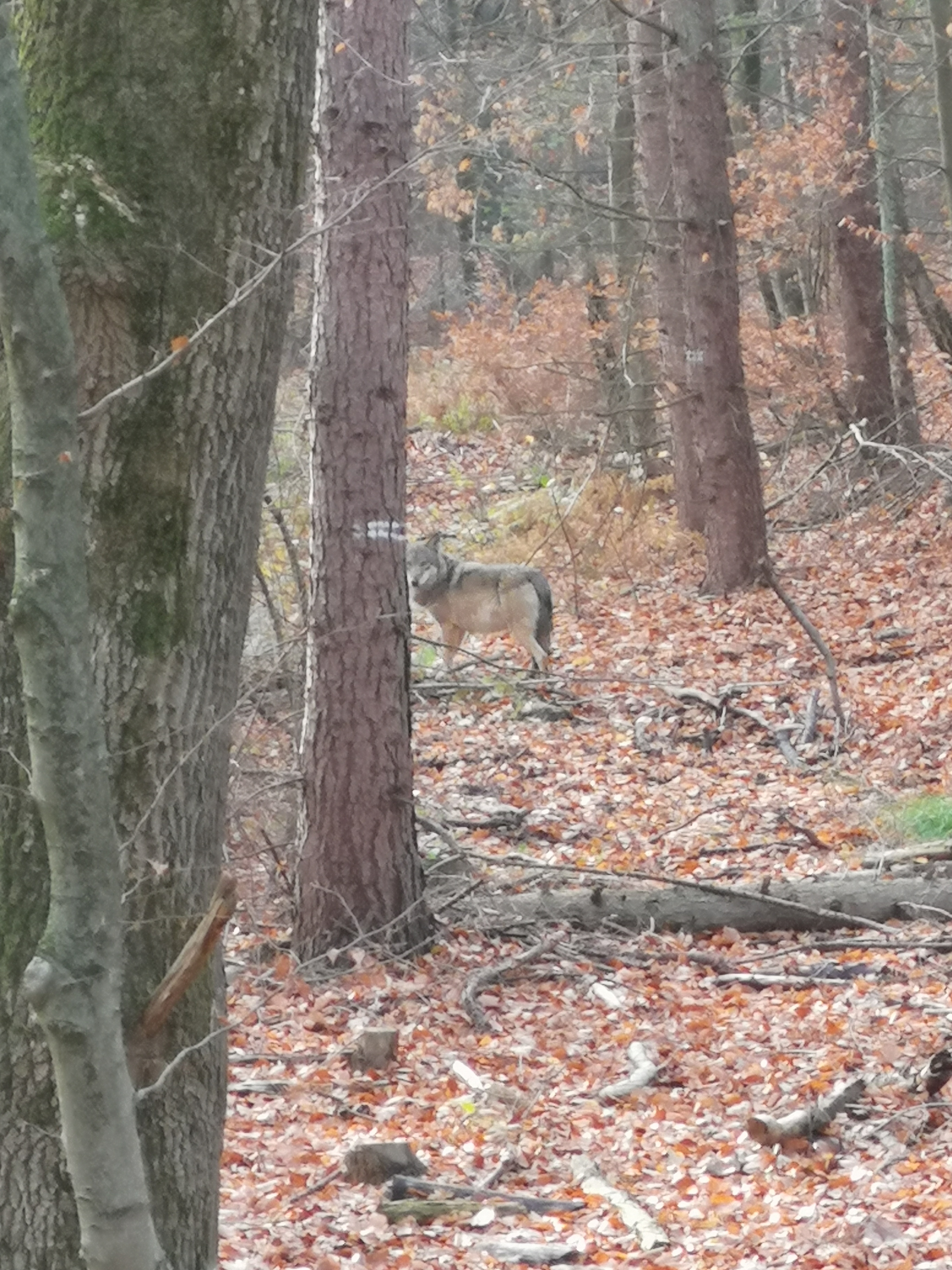 Die Rückkehr des Wolfes: Ein Erfahrungsbericht aus dem Kreis Wesel