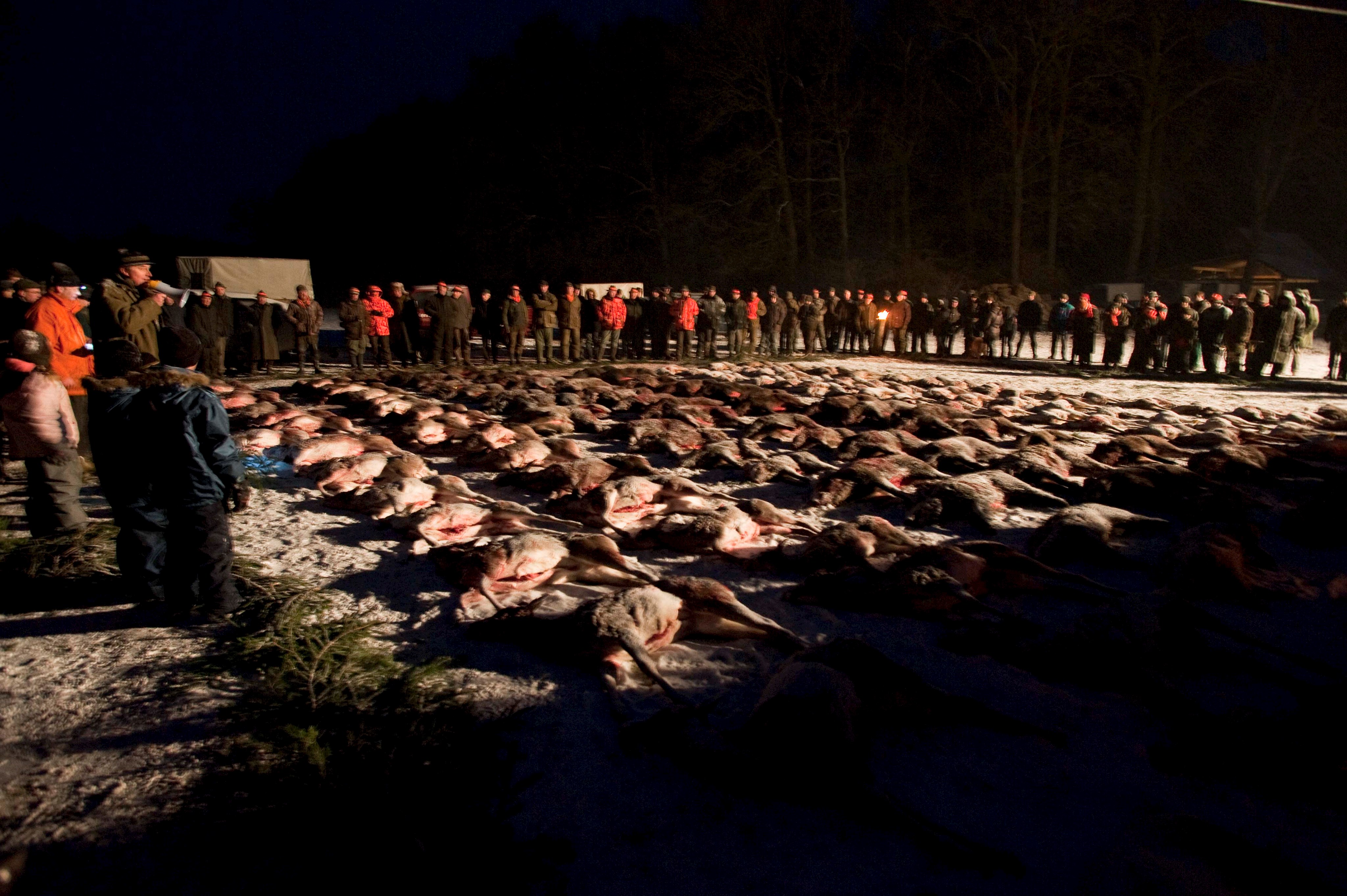 Die Afrikanische Schweinepest -  so nah wie nie! - Anmerkungen zur Vorbereitung auf den Ernstfall